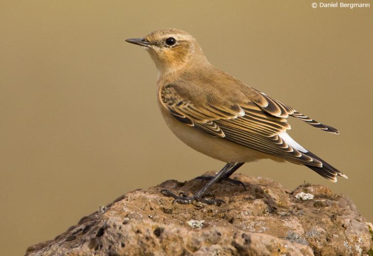 Steindepill (Oenanthe oenanthe)