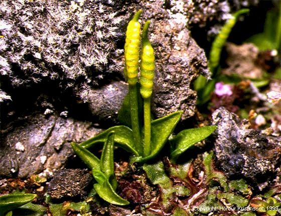 Mynd af Naðurtunga (Ophioglossum azoricum)