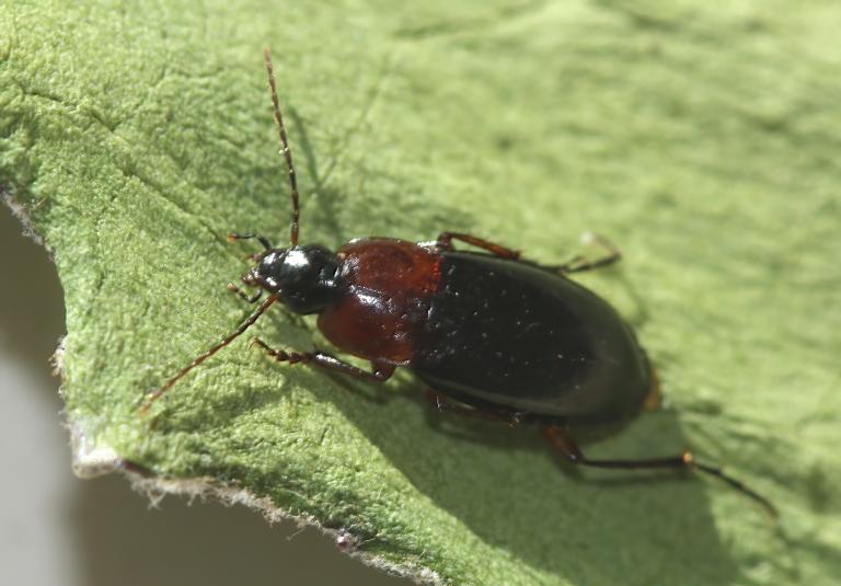 Kragasmiður – Calathus melanocephalus