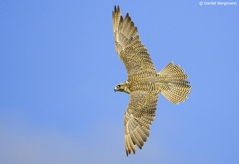 Fálki (Falco rusticolus) Fálki (Falco rusticolus)