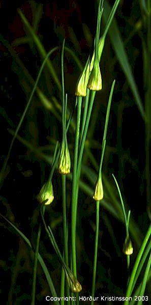 Mynd af Villilaukur (Allium oleraceum)