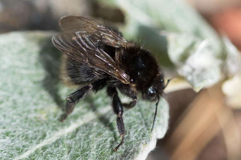 Rauðhumla – Bombus hypnorum