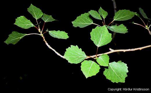 Mynd af Blæösp (Populus tremula)