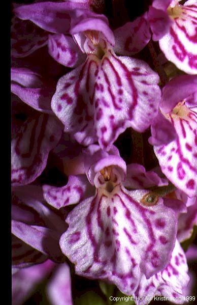 Mynd af Brönugrasi (Dactylorhiza maculata)