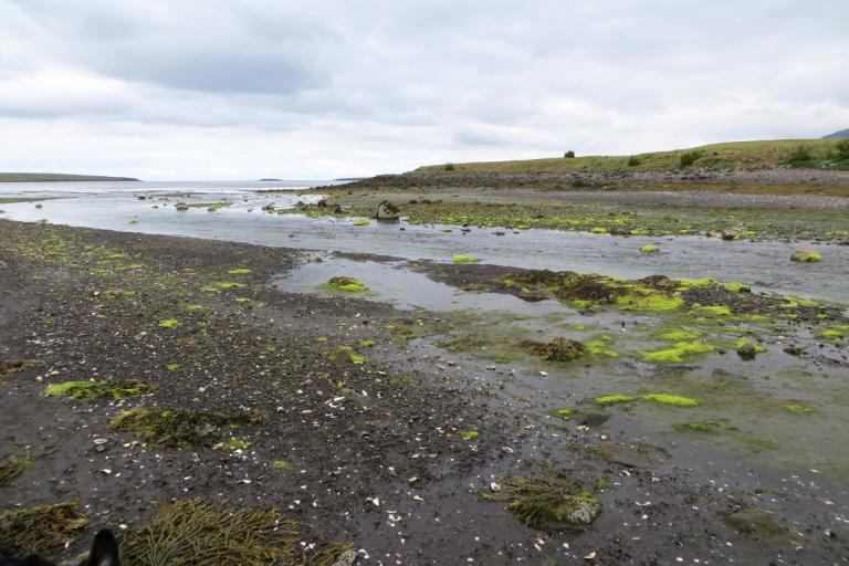 Ósar Úlfarsár í Blikastaðakró