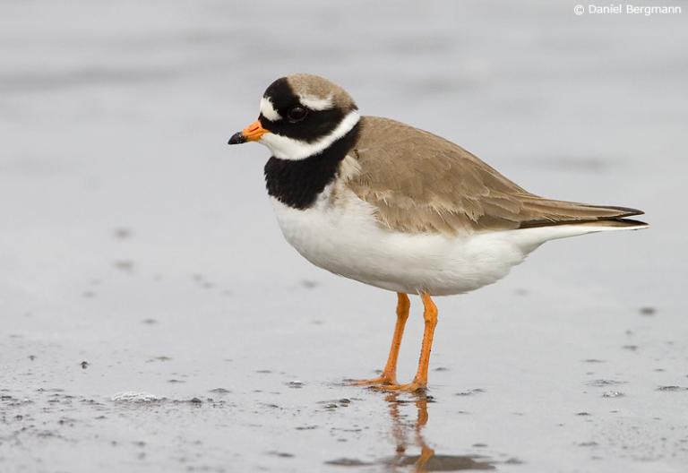 Sandlóa (Charadrius hiaticula)