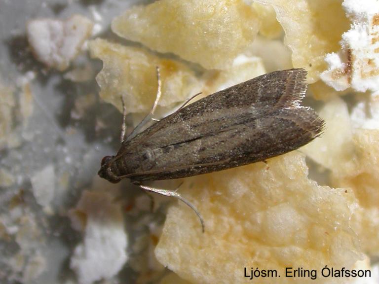 Kakóglæða - Ephestia elutella