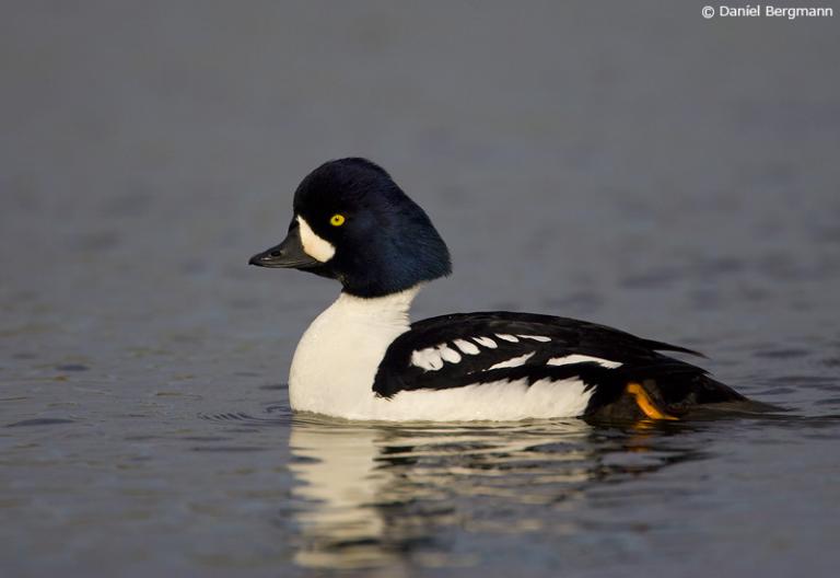 Húsönd (Bucephala islandica)