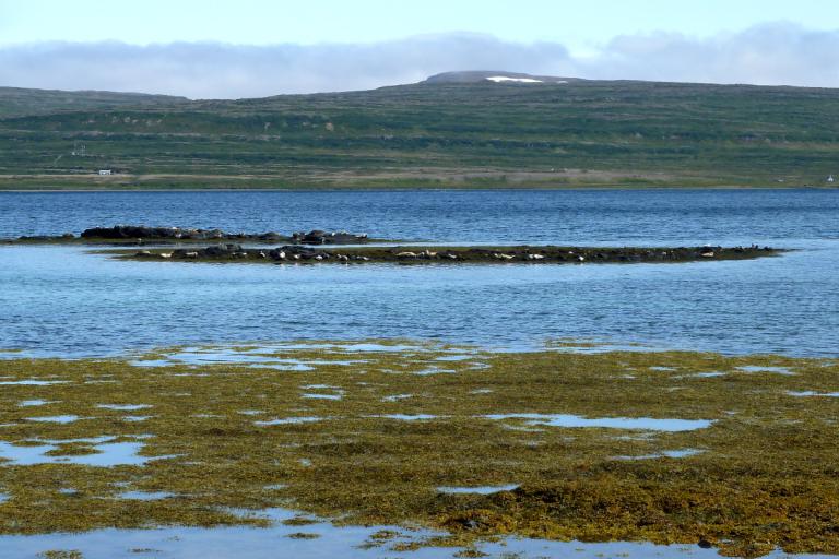 Selir við Reykjanes í Ísafjarðardjúpi Selir við Reykjanes í Ísafjarðardjúpi
