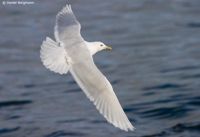 Bjartmáfur (Larus glaucoides)