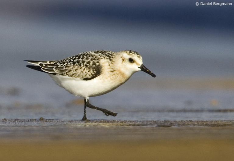 Sanderla (Calidris alba)