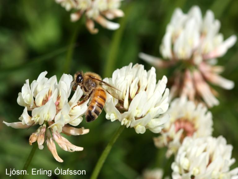 Hunangsbý - Apis mellifera Hunangsbý - Apis mellifera