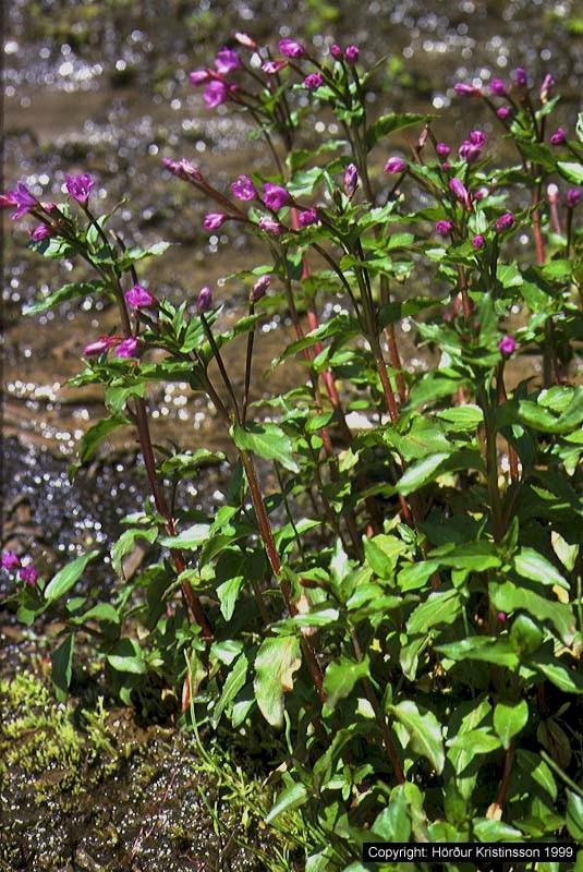 Mynd af Lindadúnurt (Epilobium alsinifolium)