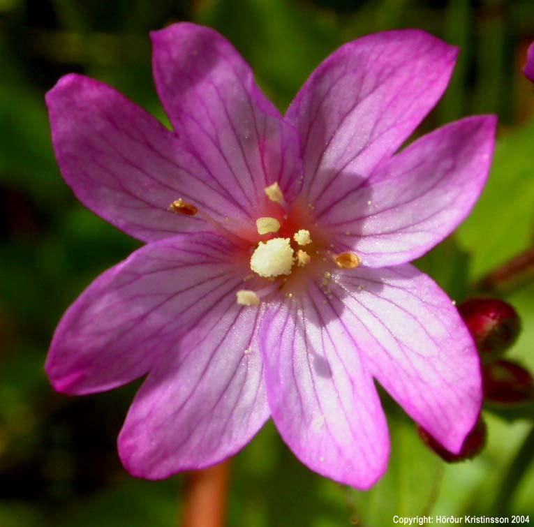 Mynd af Lindadúnurt (Epilobium alsinifolium)