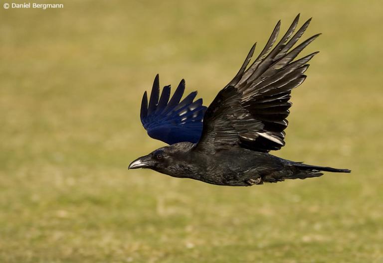 Hrafn (Corvus corax) Hrafn (Corvus corax)