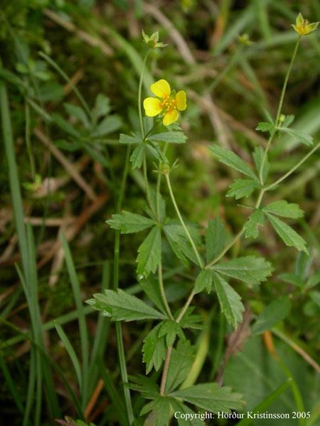 Mynd af Blóðmura (Potentilla erecta) Mynd af Blóðmura (Potentilla erecta)