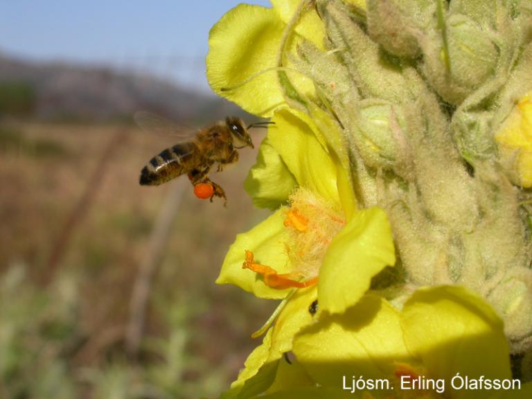 Hunangsbý - Apis mellifera