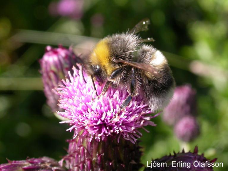 Húshumla - Bombus lucorum