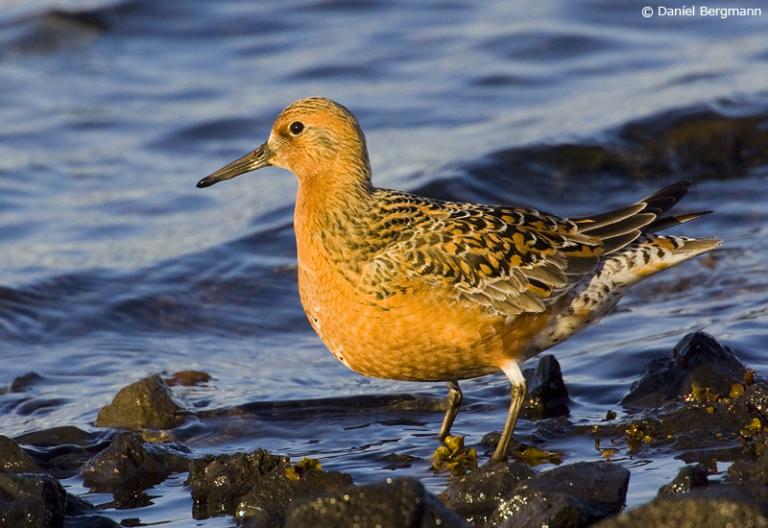 Rauðbrystingur (Calidris canutus)