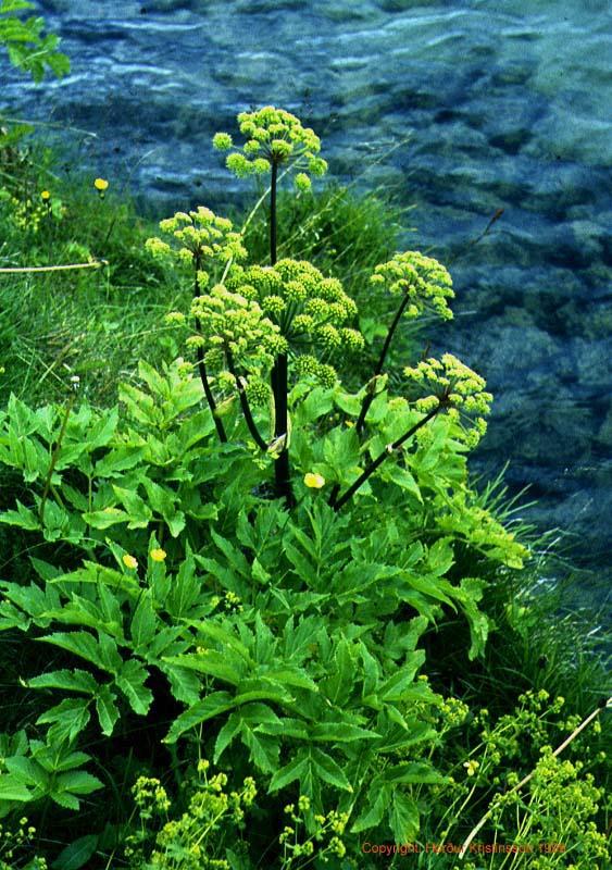 Mynd af Ætihvönn (Angelica archangelica)