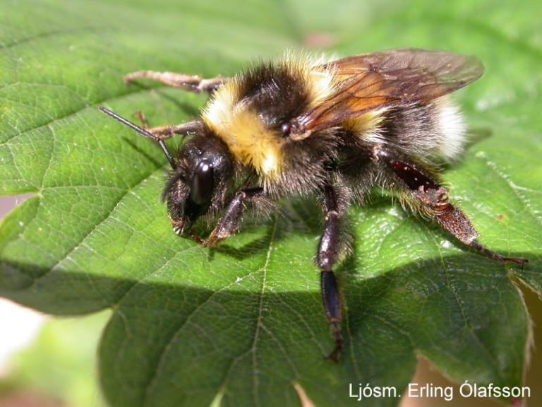 Garðhumla - Bombus hortorum