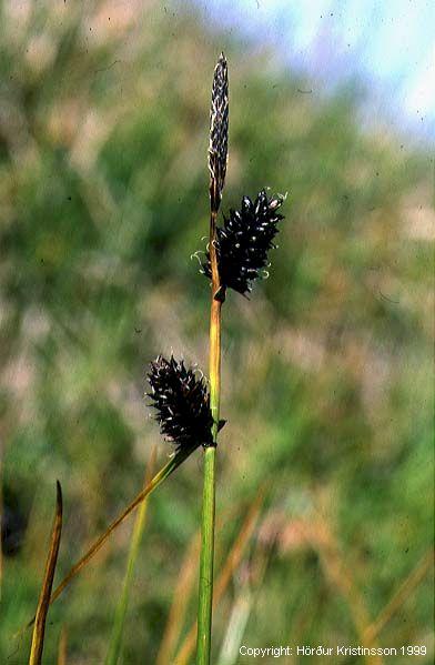 Mynd af Hrafnastör (Carex saxatilis)