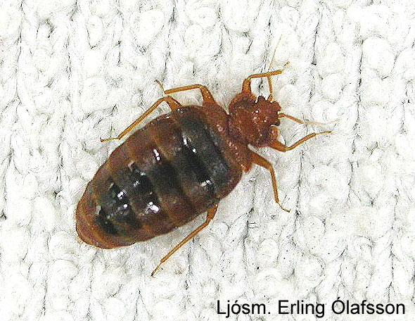 Veggjalús - Cimex lectularius Veggjalús - Cimex lectularius