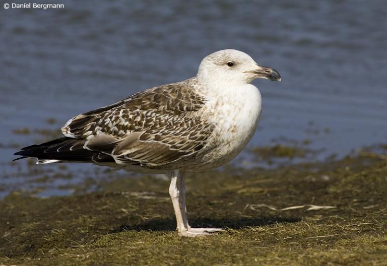 Svartbakur, ungfugl (Larus marinus)