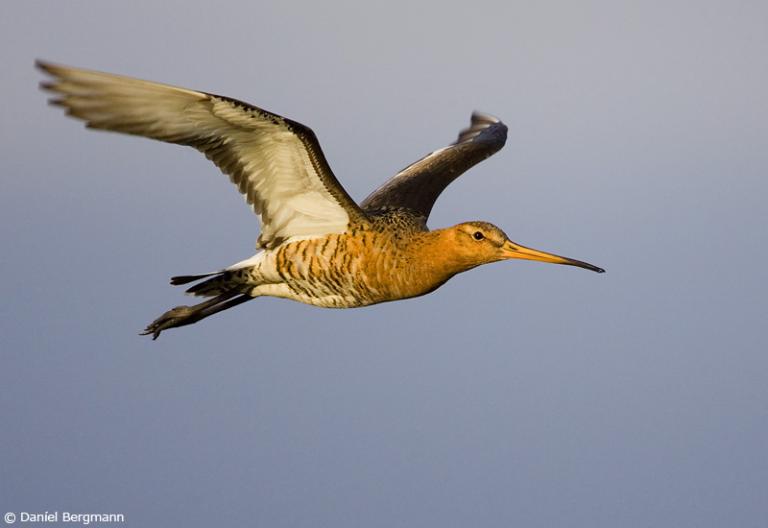 Jaðrakan (Limosa limosa)