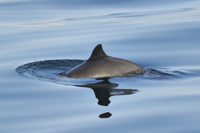 Hnísa (Phocoena phocoena)