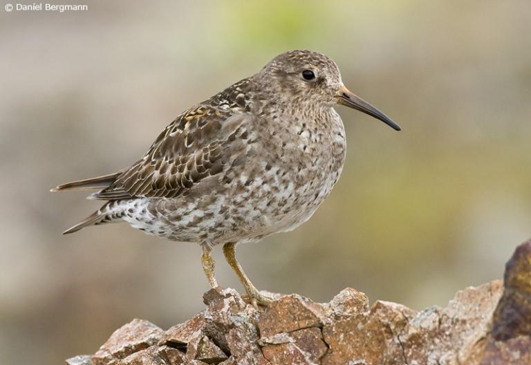 Sendlingur (Calidris maritima)