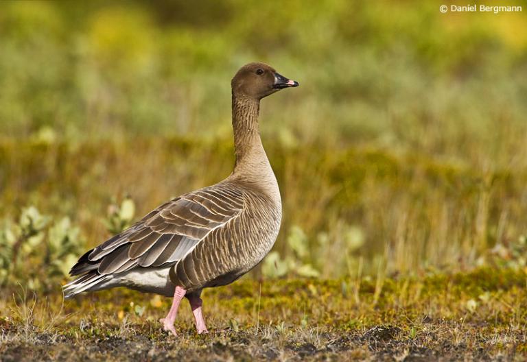 Heiðagæs (Anser brachyrhynchus)