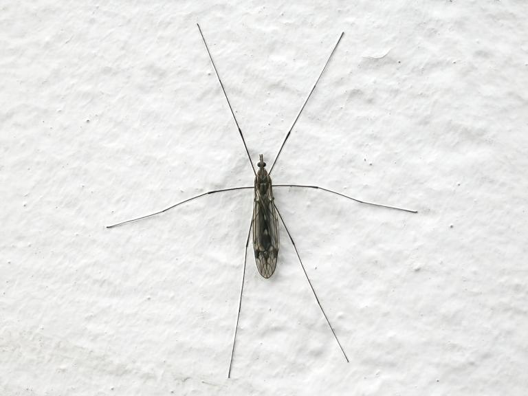 Folafluga – Tipula rufina