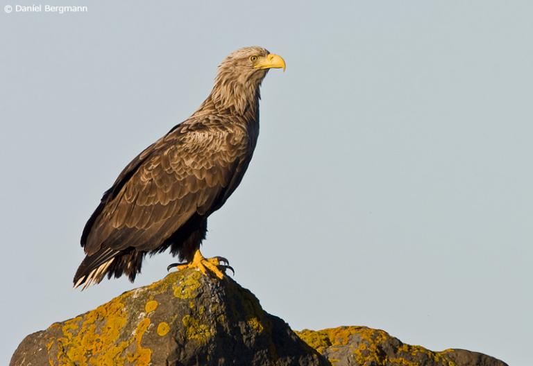 Haförn (Haliaeetus albicilla)