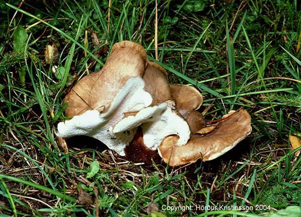 Mynd af Rótsælda (Picipes melanopus) Mynd af Rótsælda (Picipes melanopus)