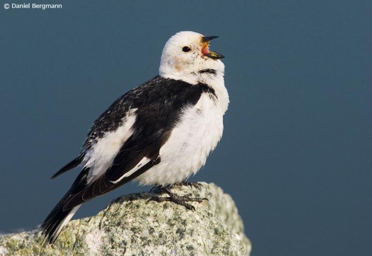 Snjótittlingur (Plectrophenax nivalis)