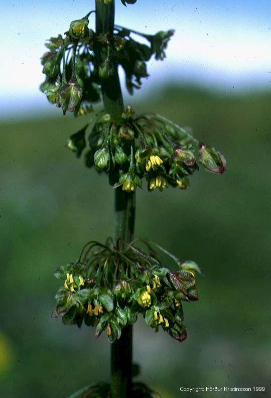 Mynd af Njóli (Rumex longifolius)