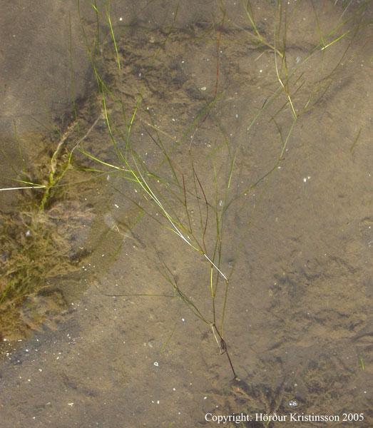 Mynd af Lónajurt (Ruppia maritima) Mynd af Lónajurt (Ruppia maritima)