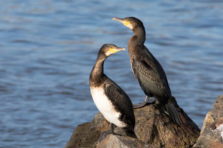 Dílaskarfur (Phalacrocorax carbo) Dílaskarfur (Phalacrocorax carbo)