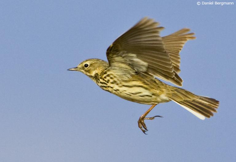 Þúfutittlingur (Anthus pratensis)