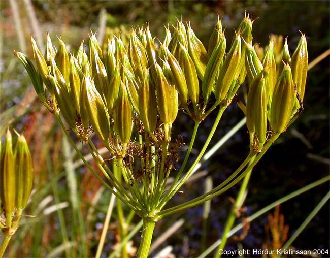 Mynd af Spánarkerfill (Myrrhis odorata)