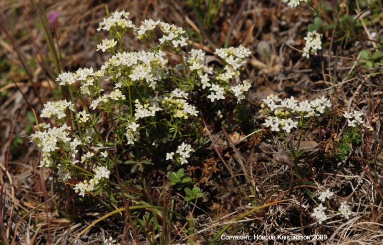 Mynd af Hvítmöðru (Galium normanii)