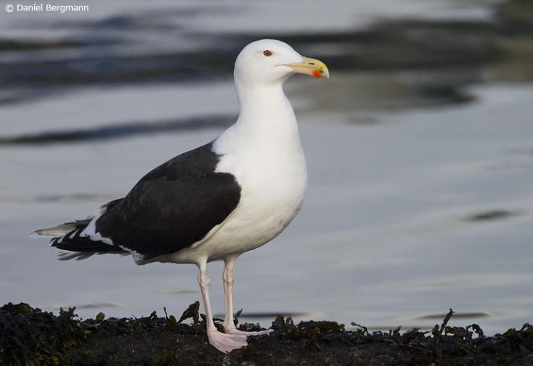 Svartbakur (Larus marinus)