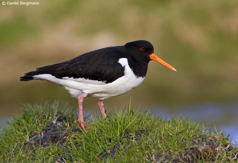 Tjaldur (Haematopus ostralegus)