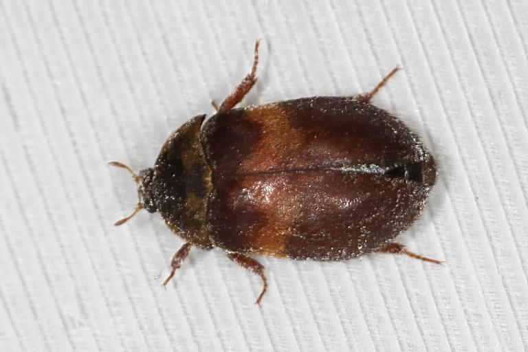 Pelsgæra – Attagenus woodroffei 