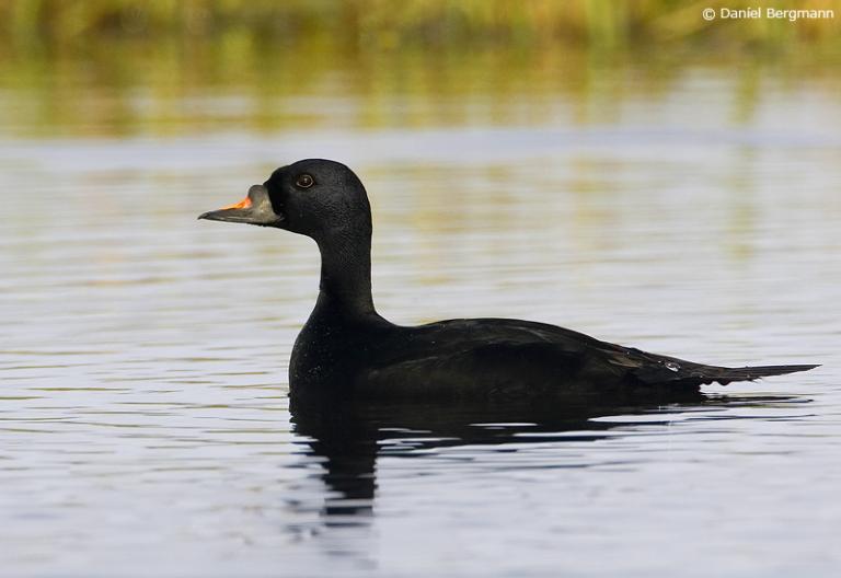 Hrafnsönd (Melanitta nigra) 