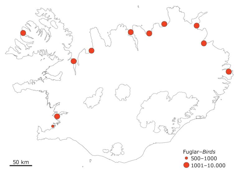 Þekktir staðir þar sem hávellur sjást í stórum hópum á vorin