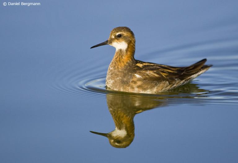 Óðinshani (Phalaropus lobatus)