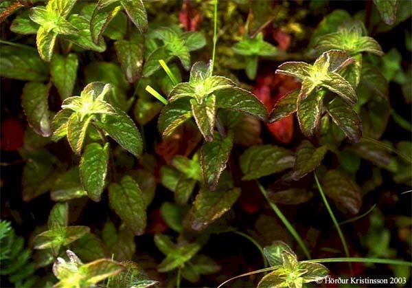 Mynd af Vatnamynta (Mentha aquatica)