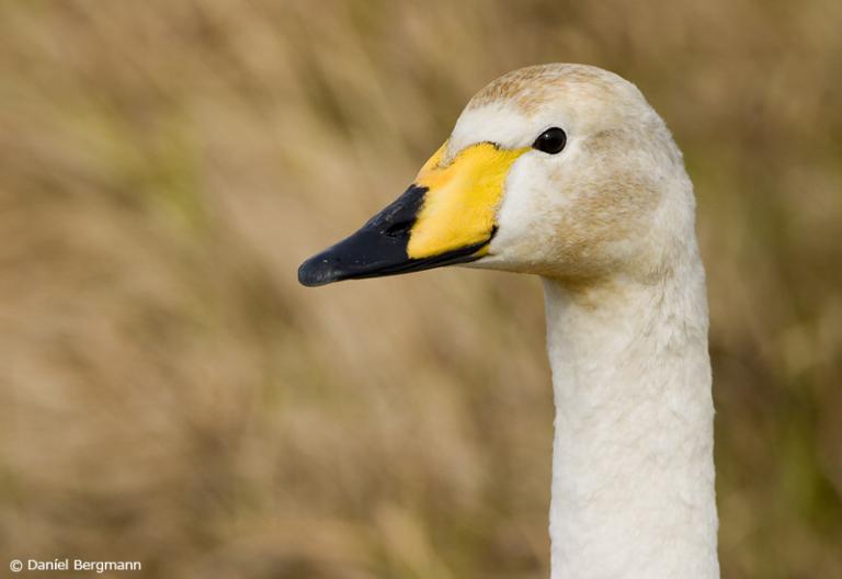 Álft (Cygnus cygnus) Álft (Cygnus cygnus)